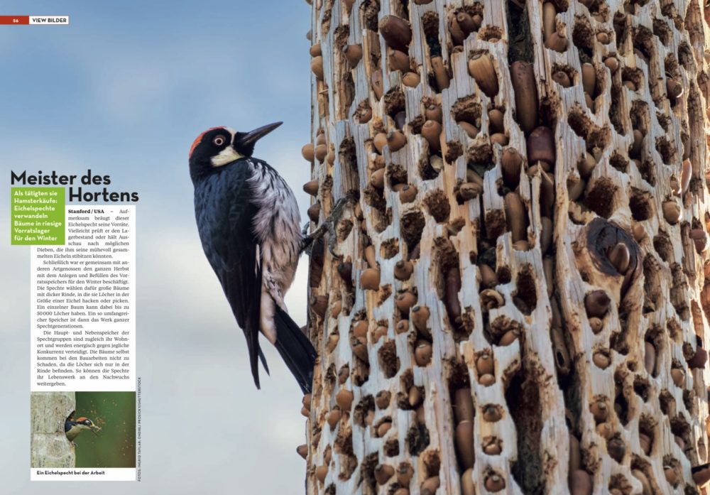 Bild Magazin - Feb 2021 - Acorn Woodpecker
