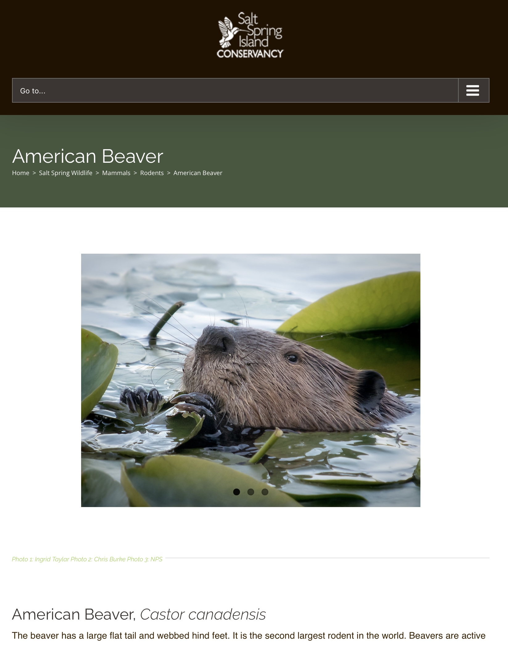 American Beaver eating lily pads