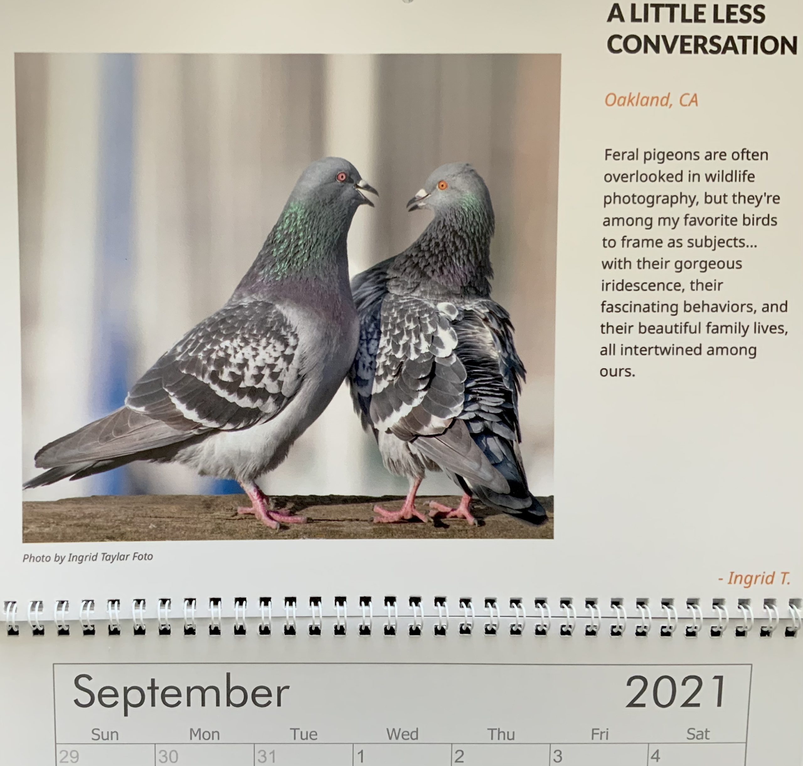 Pigeon Pair Courtship