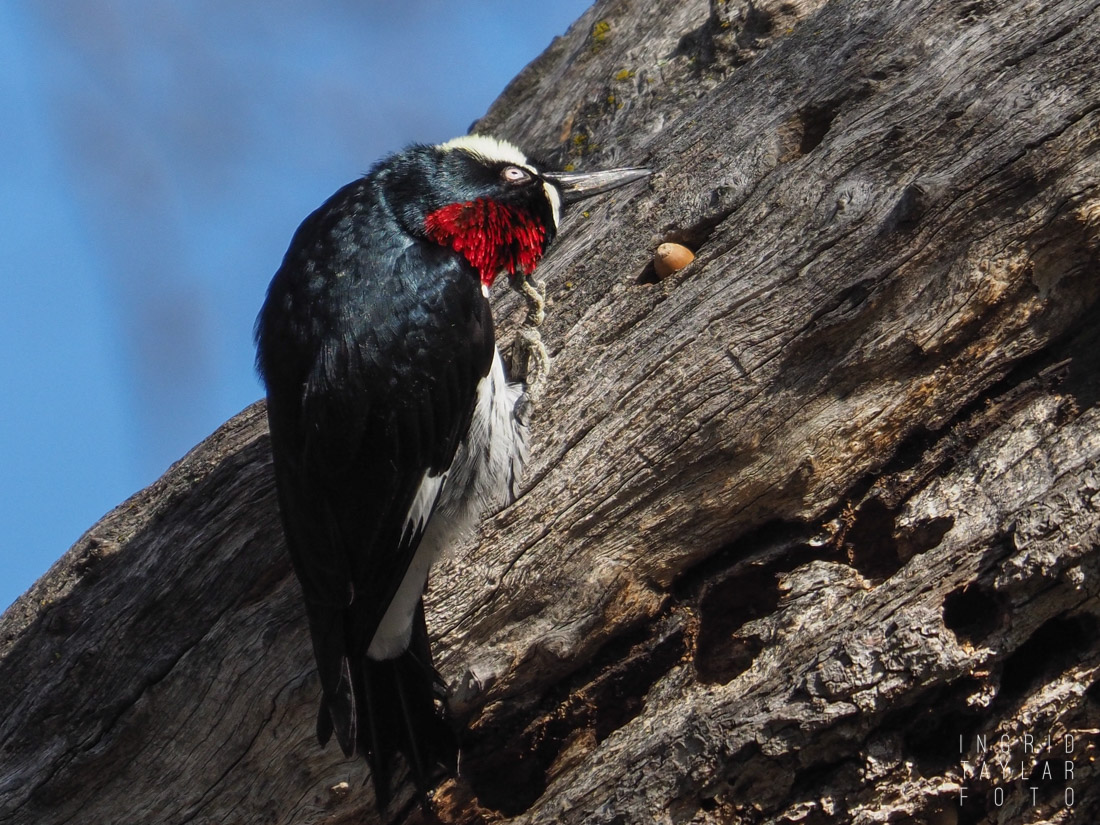 Acorn Woodpecker Head Scratch
