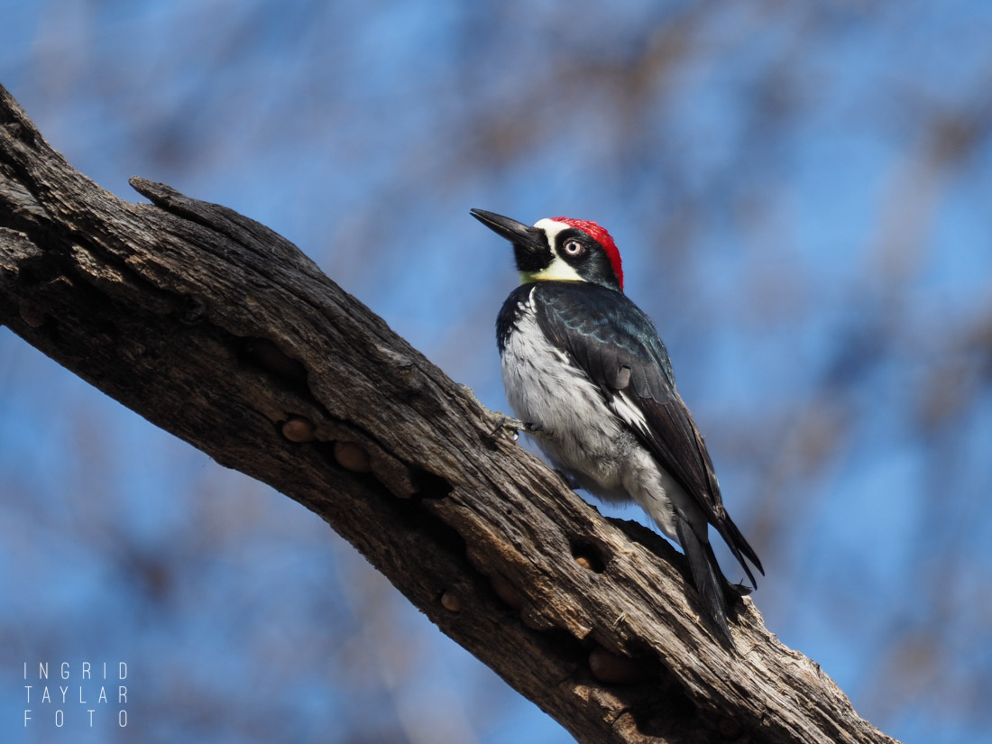 Acorn Woodpecker on Tree Stump in Northern California