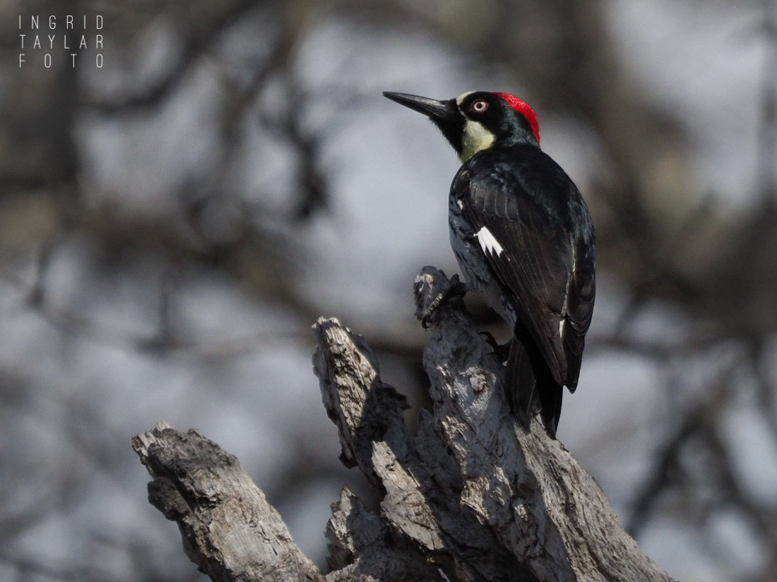 Acorn Woodpecker on Tree Stump in California