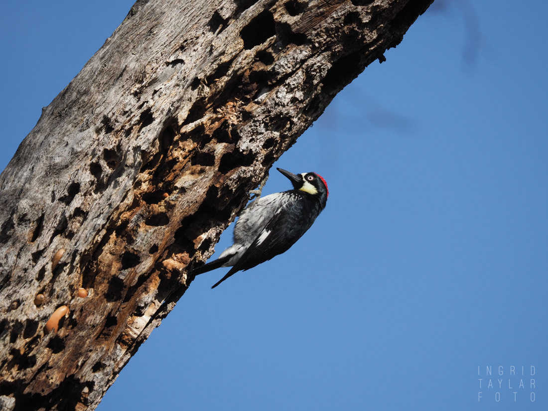 Acorn Woodpecker on Tree Trunk in California