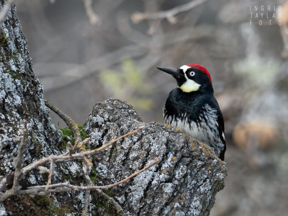 Acorn Woodpecker at Mt Diablo