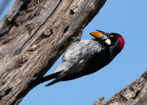 California Acorn Woodpecker with Acorn