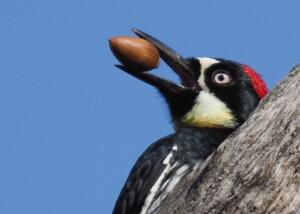 Acorn Woodpecker with Acorn at Mt. Diablo