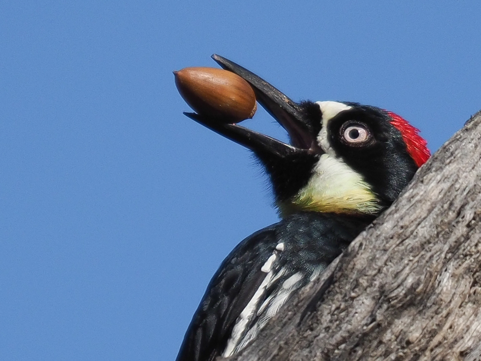Acorn Woodpecker with Acorn at Mt. Diablo