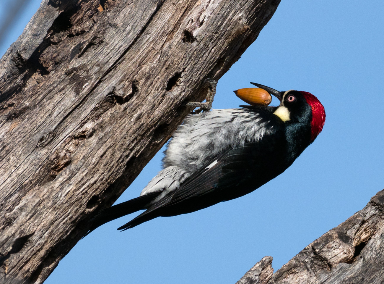 California Acorn Woodpecker with Acorn