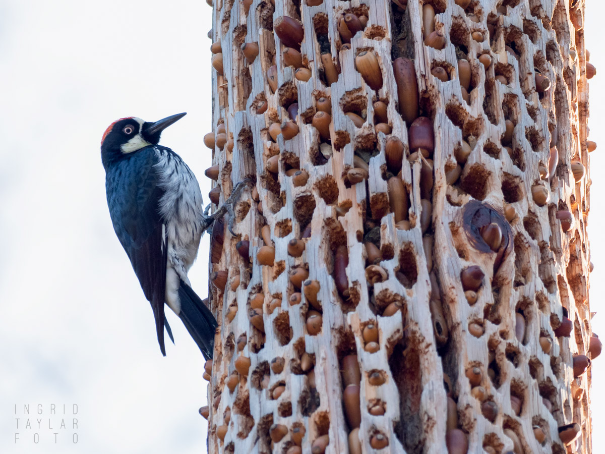 Acorn Woodpecker Granary in Utility Pole