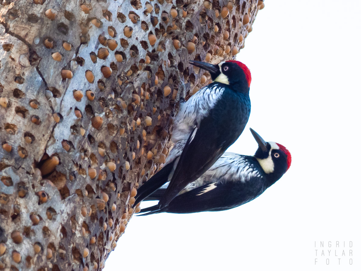 Acorn Woodpeckers on Tree Granary