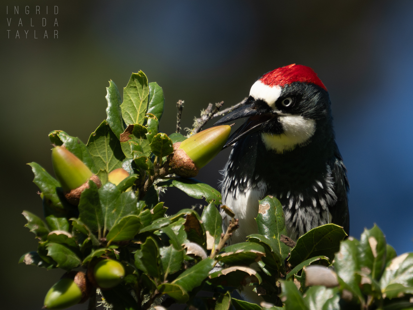 Acorn Woodpecker Picking Acorn