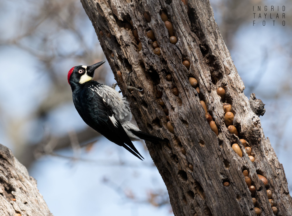 California Acorn Woodpeckers Ingrid Taylar Foto