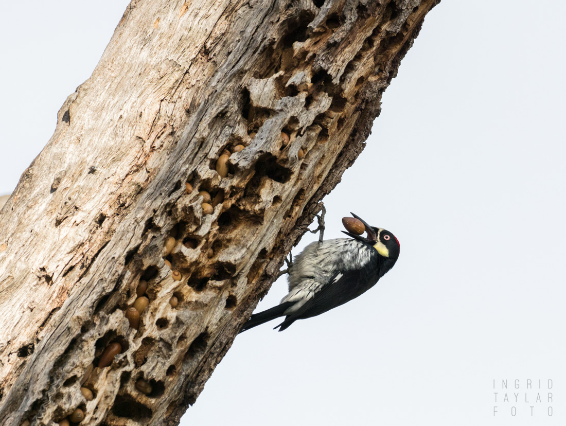 Acorn Woodpecker on Granary Tree