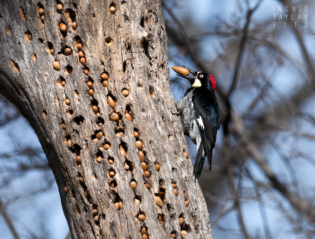 Acorn Woodpecker with Acorn at Mt. Diablo State Park