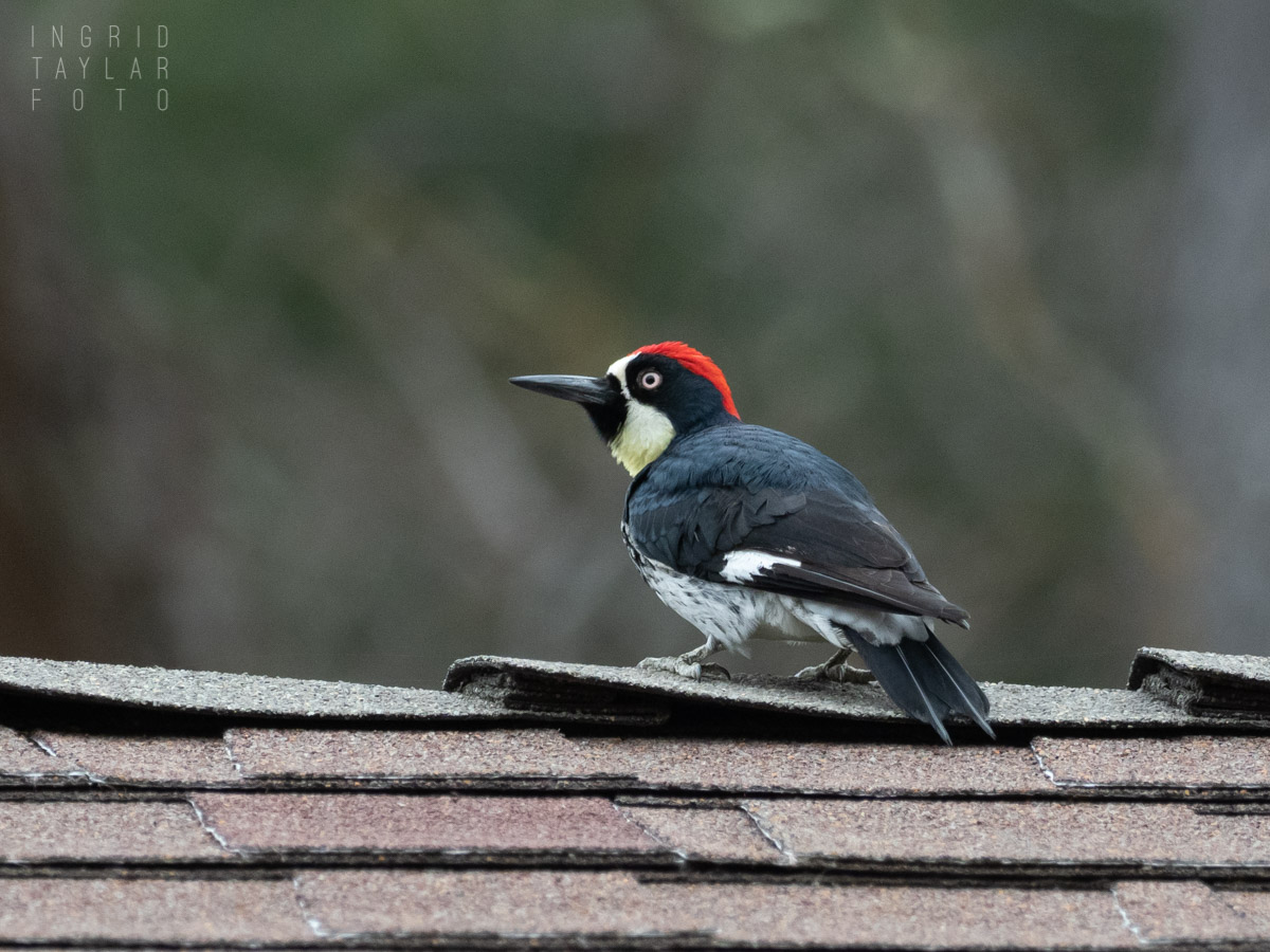 Acorn Woodpecker on Shingled Roof