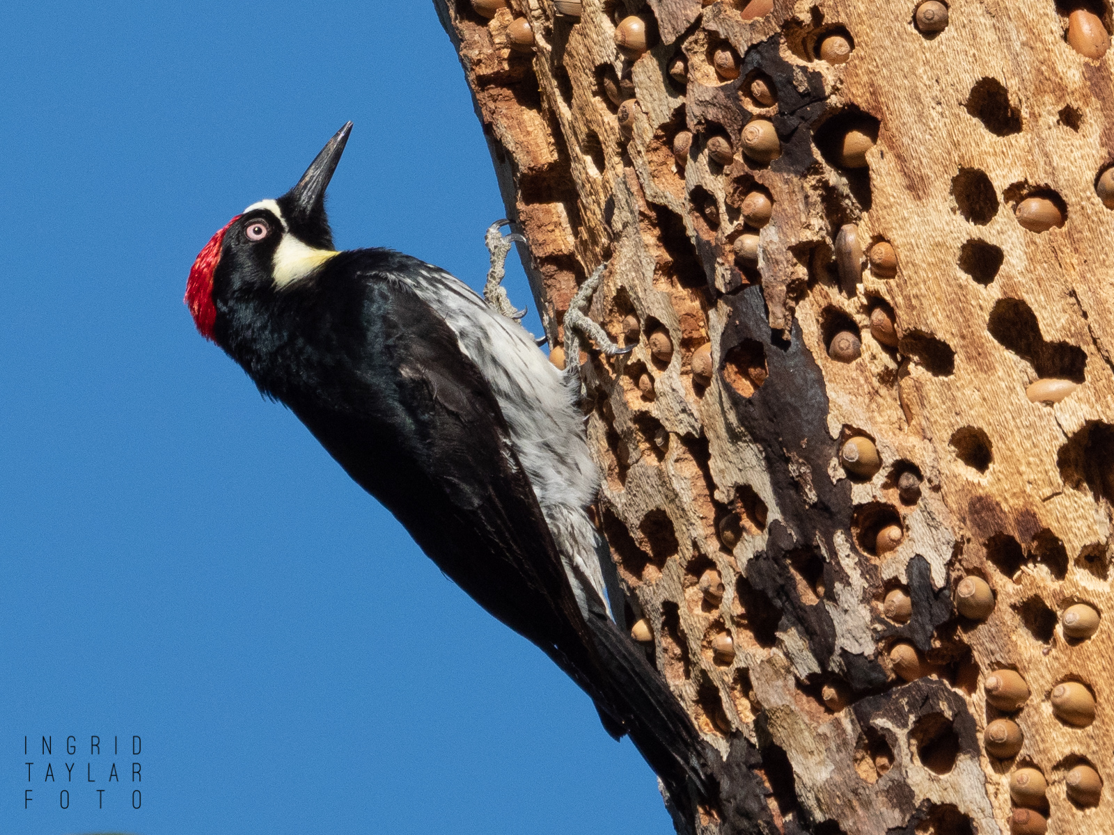 Acorn Woodpecker on Tree Granary 1600