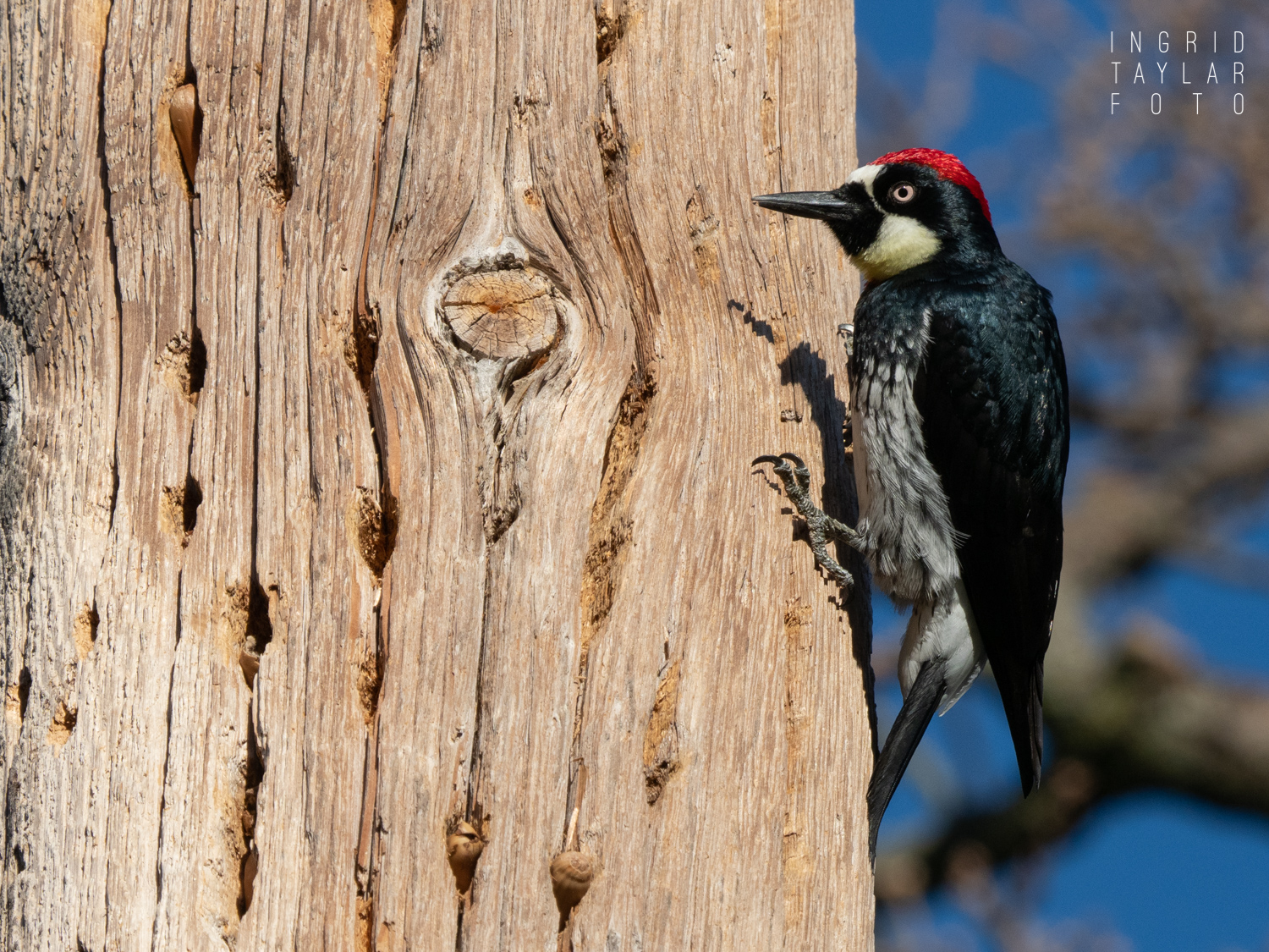 Acorn Woodpecker on Granary