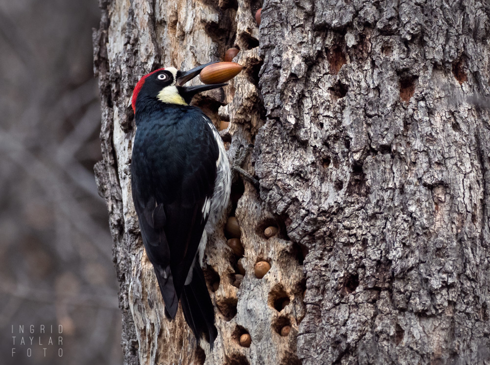Acorn Woodpecker with Acorn at Mt. Diablo State Park
