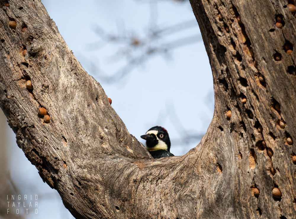 Acorn Woodpecker at Granary Tree