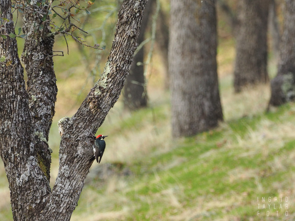 Acorn Woodpecker in Oak Habitat