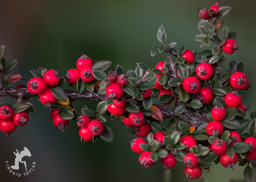 Autumn Berries