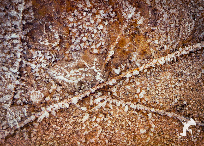 Frost on autumn leaf