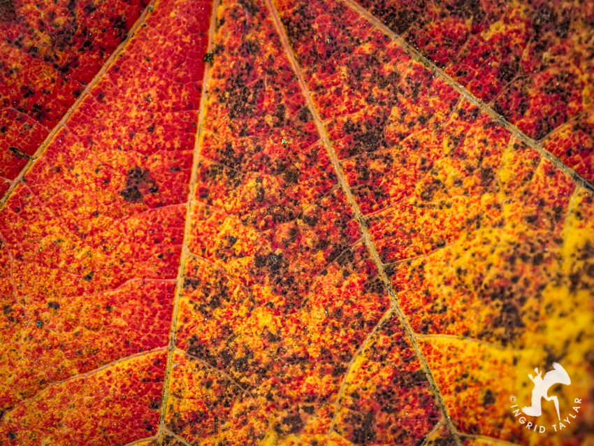 Autumn Leaf Macro