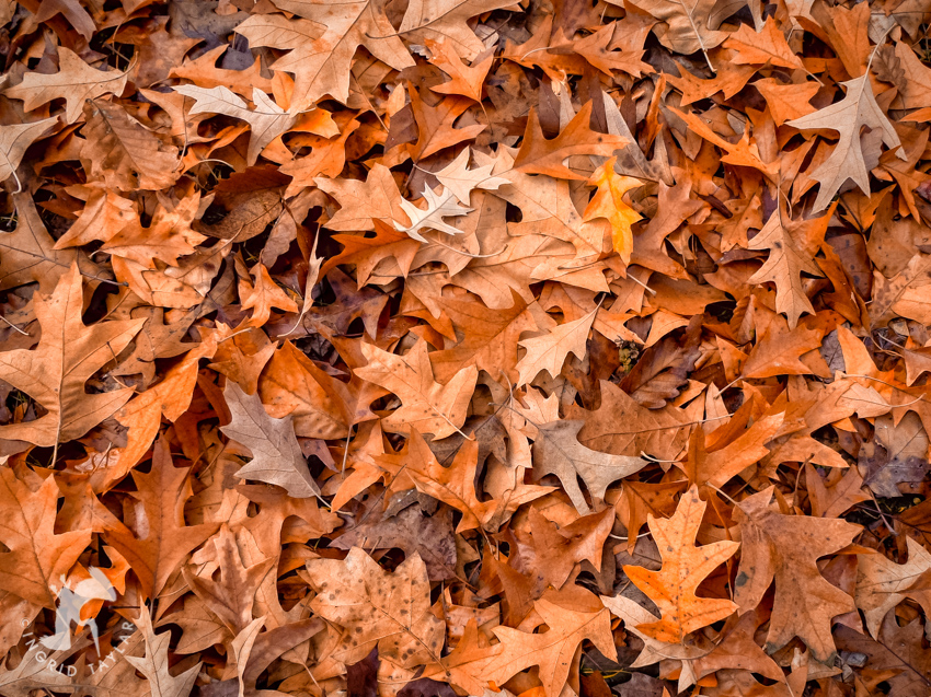 Autumn Leaf Pile