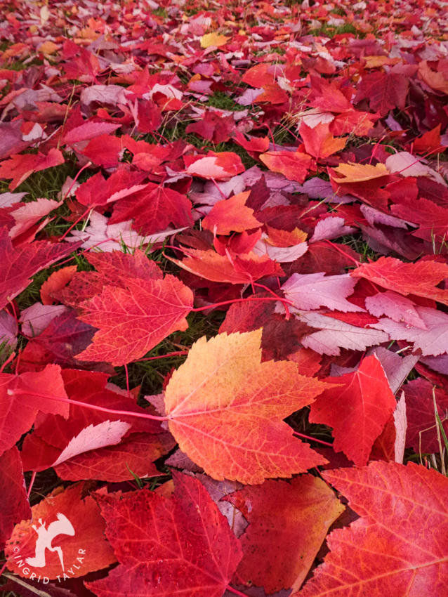 Red Autumn Leaves