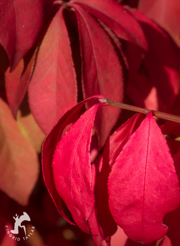 Red Autumn Leaves