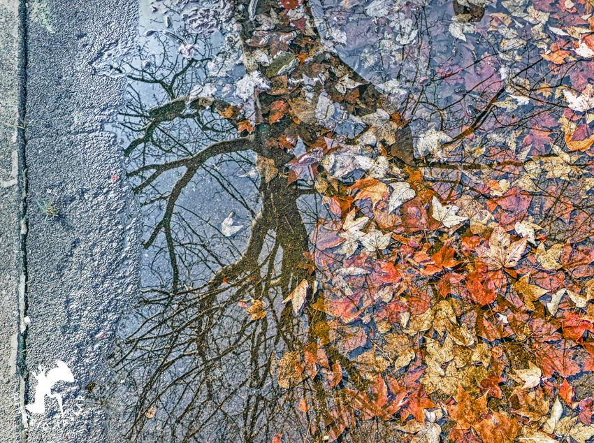 Autumn reflected in puddle