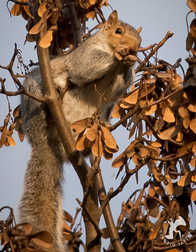 Squirrel eating maple seed pods