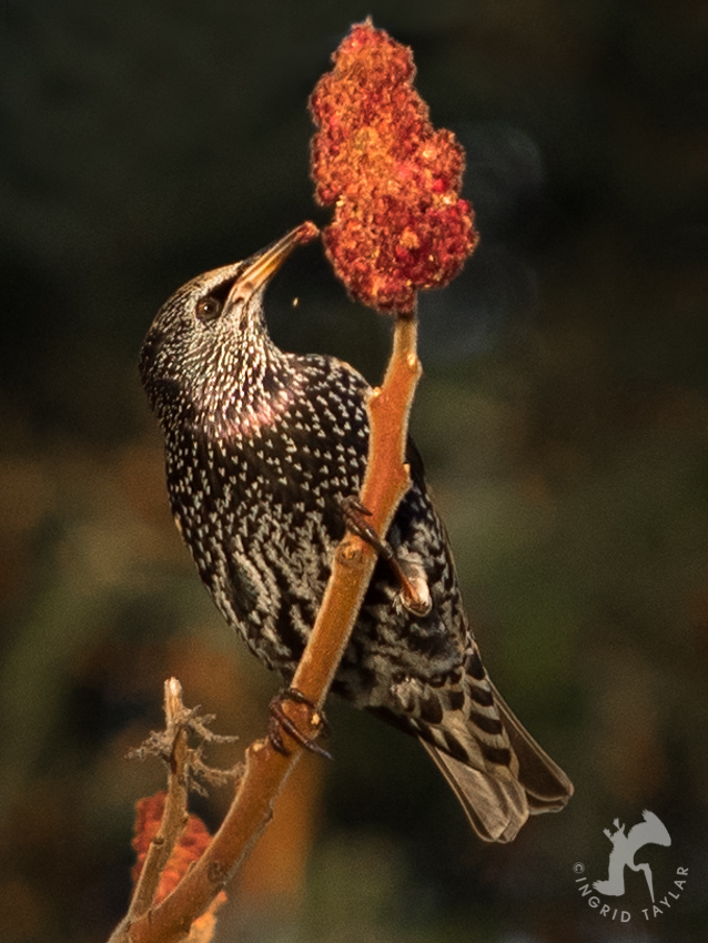 Starling eating autumn plant