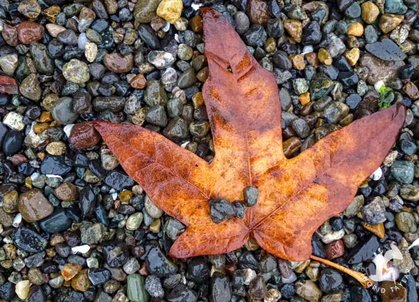 Autumn Leaf on rocky beach