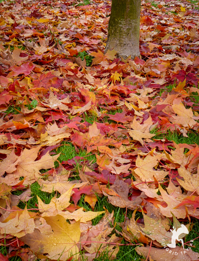 Autumn Tree with fallen leaves