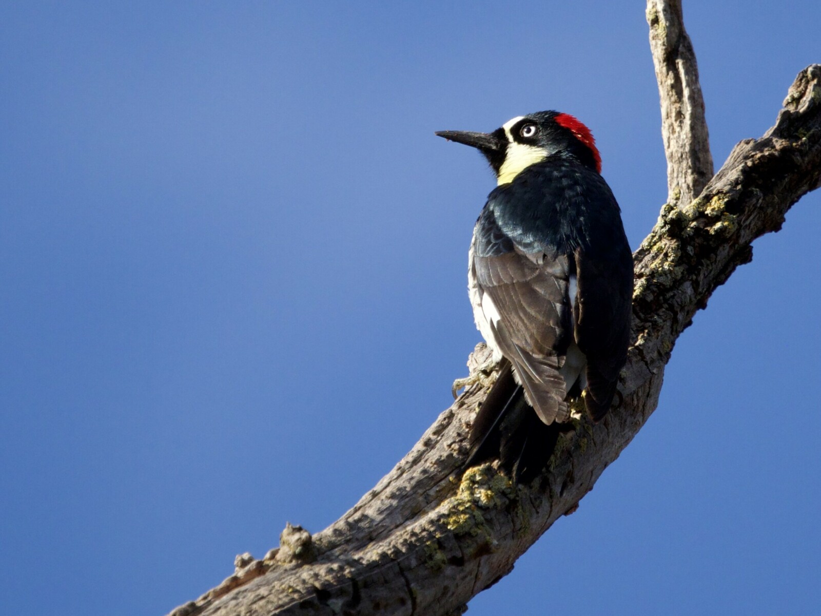 Acorn Woodpecker on Tree at Olompali State Park