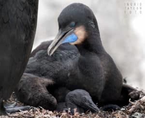 Brandt's Cormorants with chick
