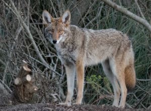 Coyote in Pacifica California