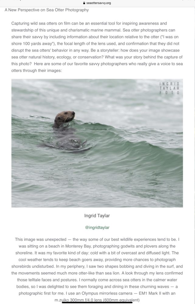 Sea Otter in the Surf