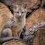 Gray Fox kit on wood pile
