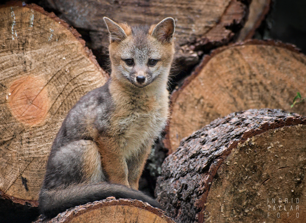 Gray Fox kit on wood pile
