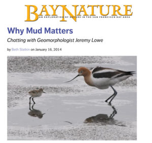 American Avocet with chick