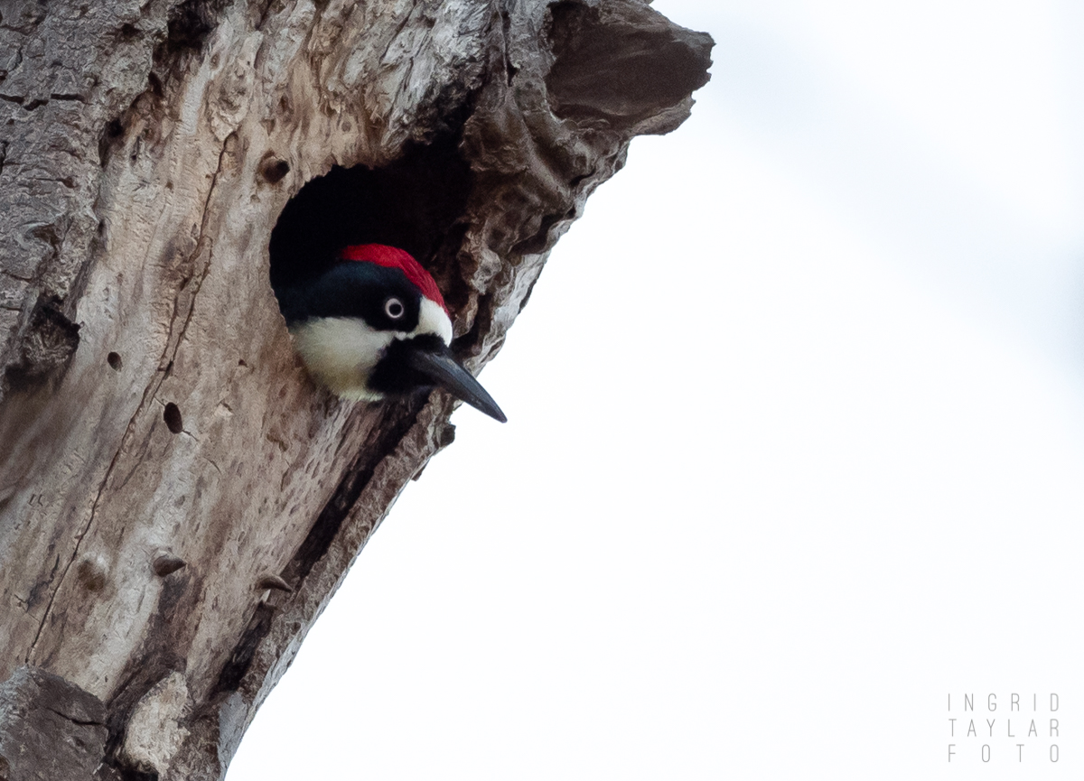 Acorn Woodpecker in Tree Cavity