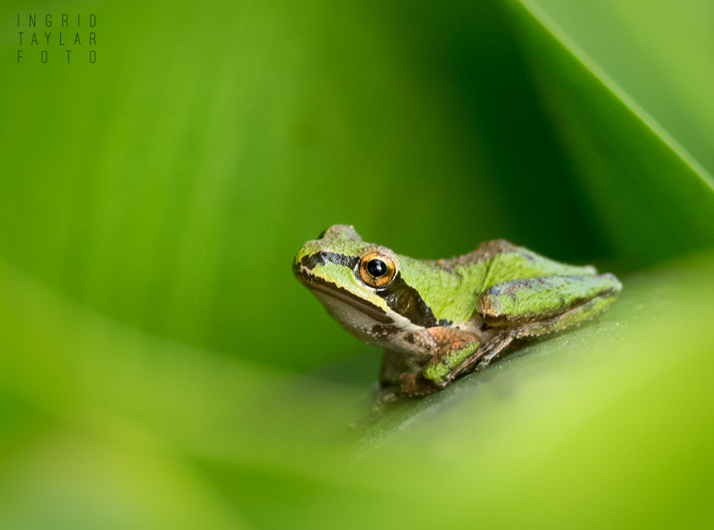 Pacific Chorus frog on leaf in Oakland California