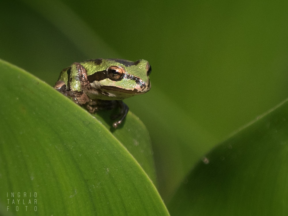 Pacific Chorus Frog on Leaf