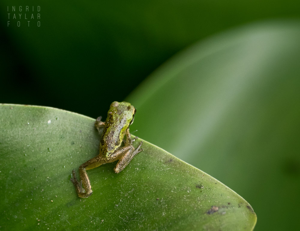 Pacific Chorus frog on leaf
