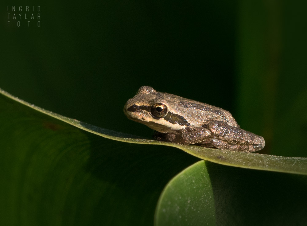 Pacific Chorus Frog on Leaf