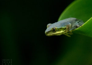 Pacific Chorus Frog on Leaf