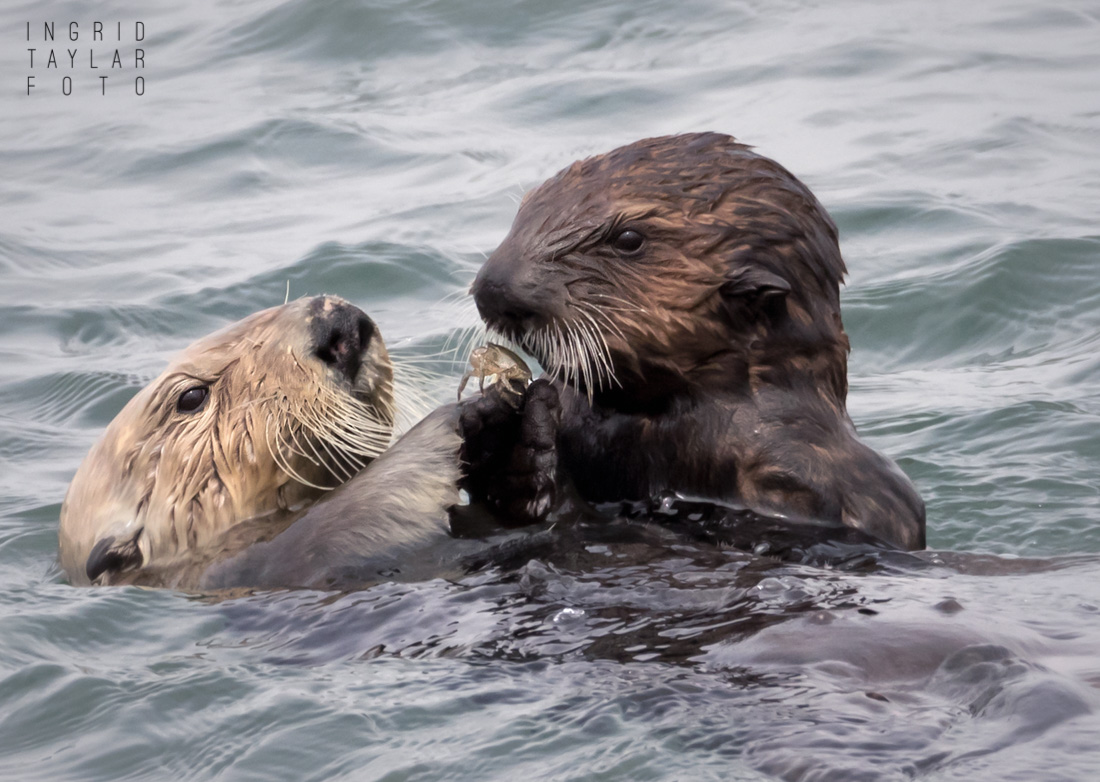 Sea Otter Mom and Pup Sharing Food in Moss Landing