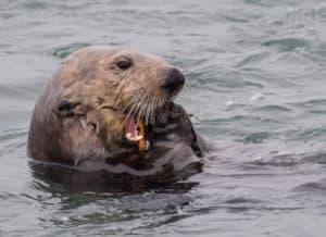 Southern Sea Otter Eating Mollusk at Moss Landing